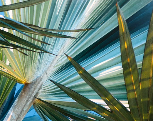 Painting of Palm Leaves Up Close